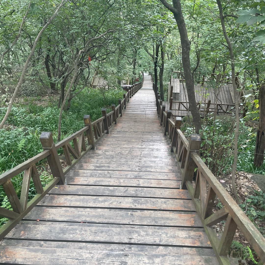 会飞的蚂蚁