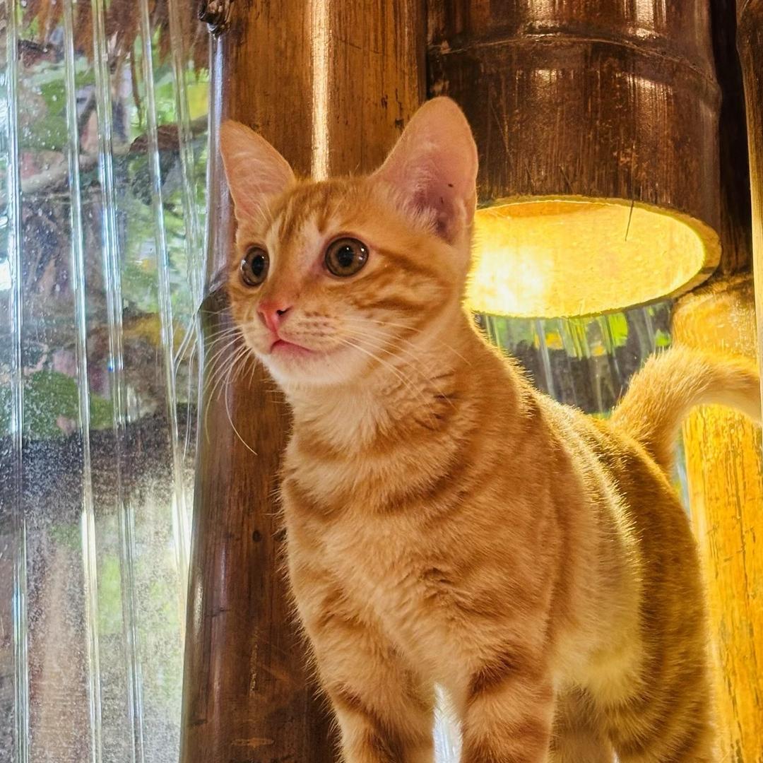 景迈见山茶庄小梦