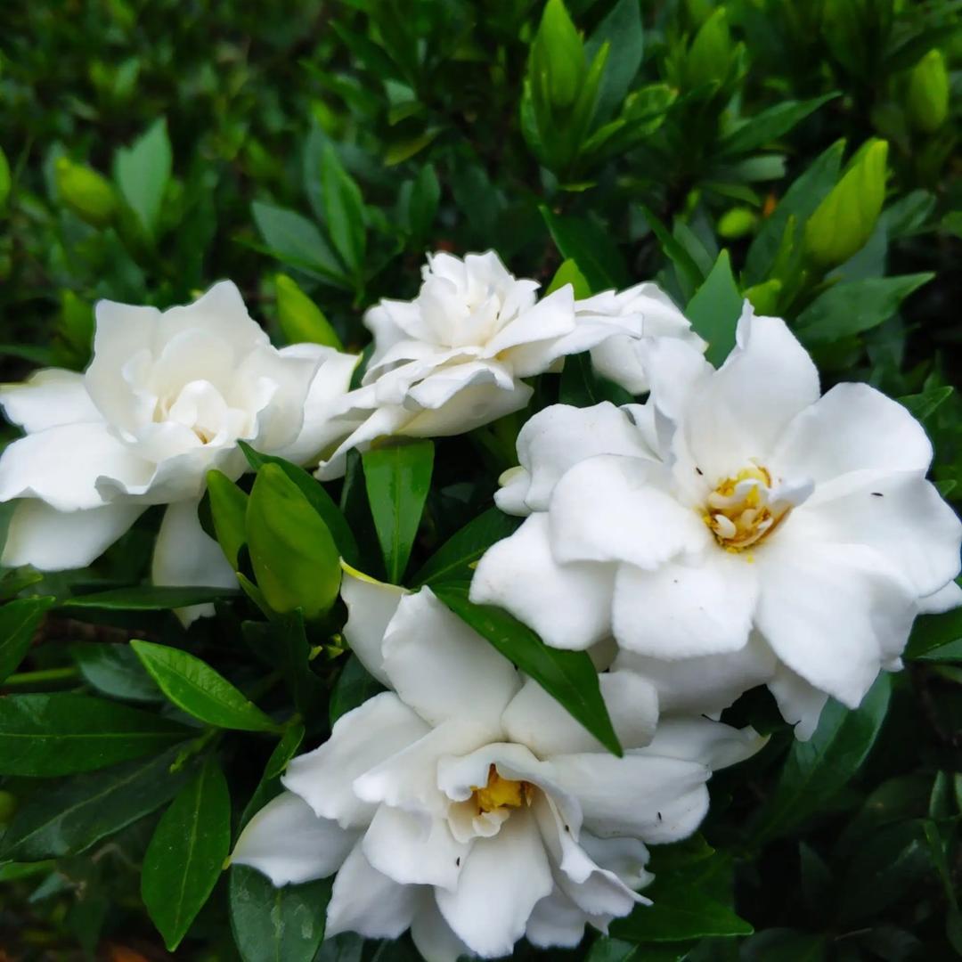 勤采蜜鲜花园艺商行花