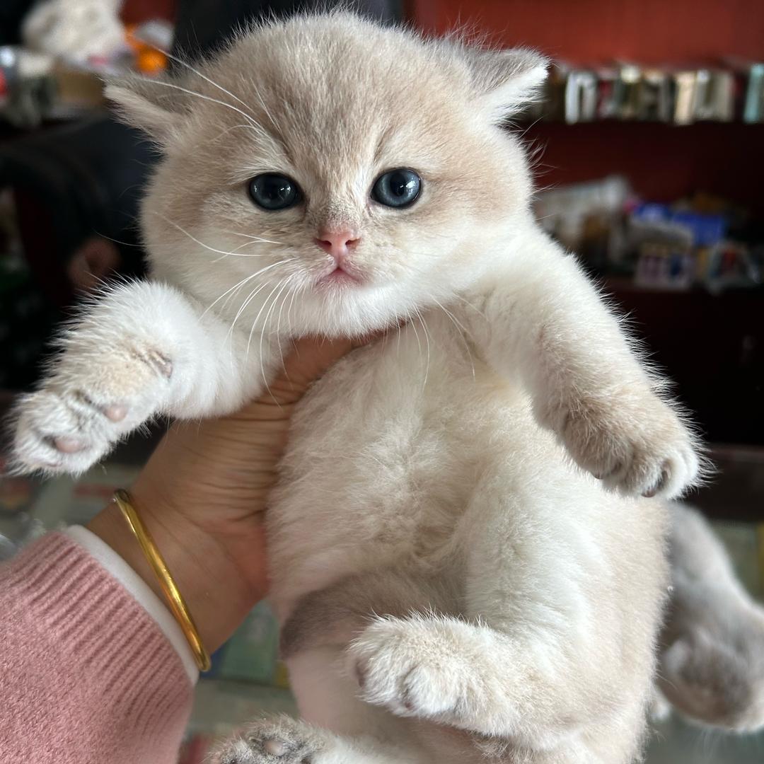 馋猫儿。（买🐈私信）
