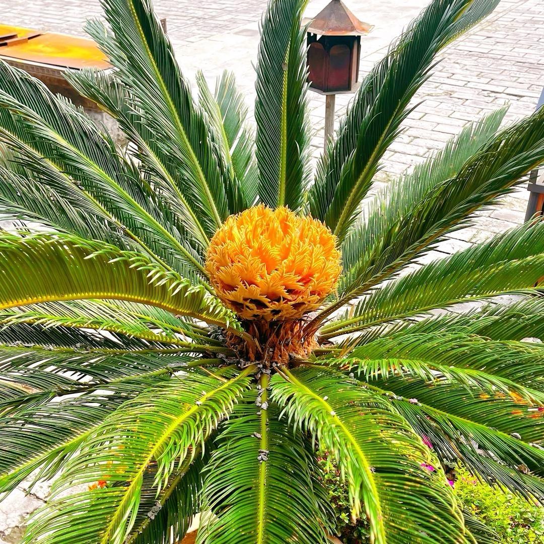 普凝香伴礼品店