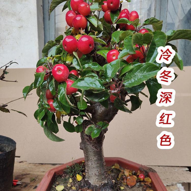 汇枫花卉苗木