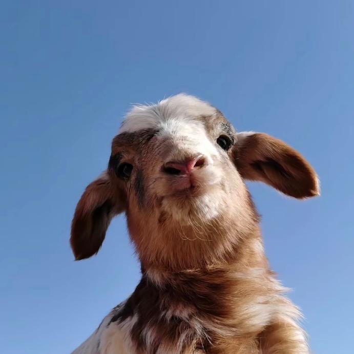 6️⃣🐑🐑