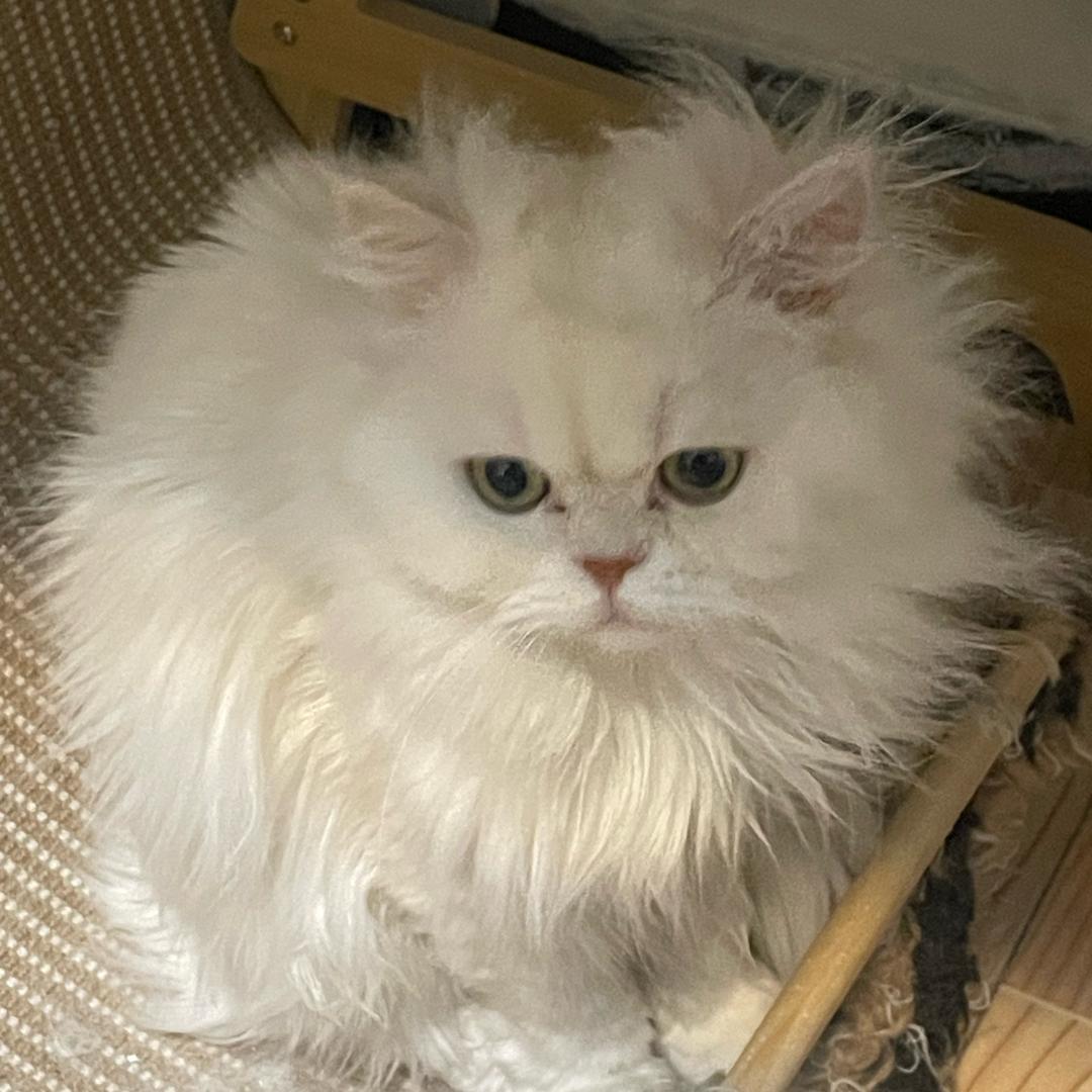 矮矮胖胖.两千万