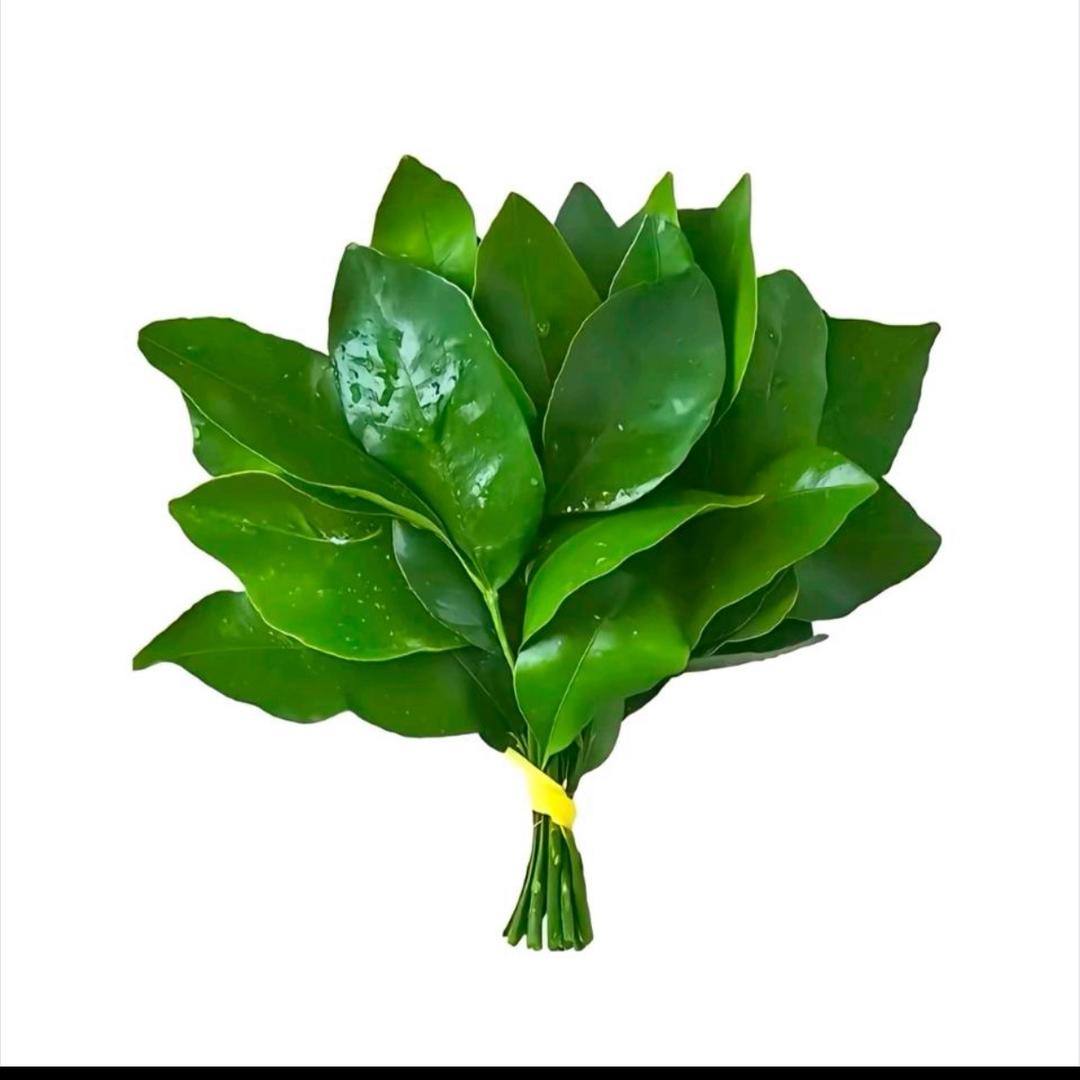 卢荟胶❗️
