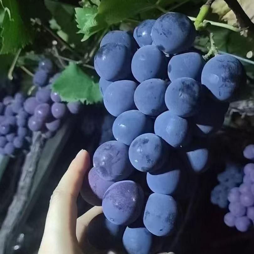 🍇🍇（福安巨峰）