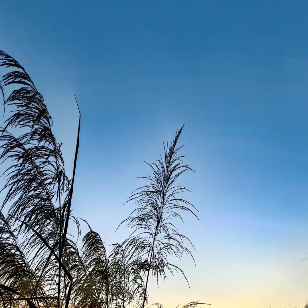 边境小鱼