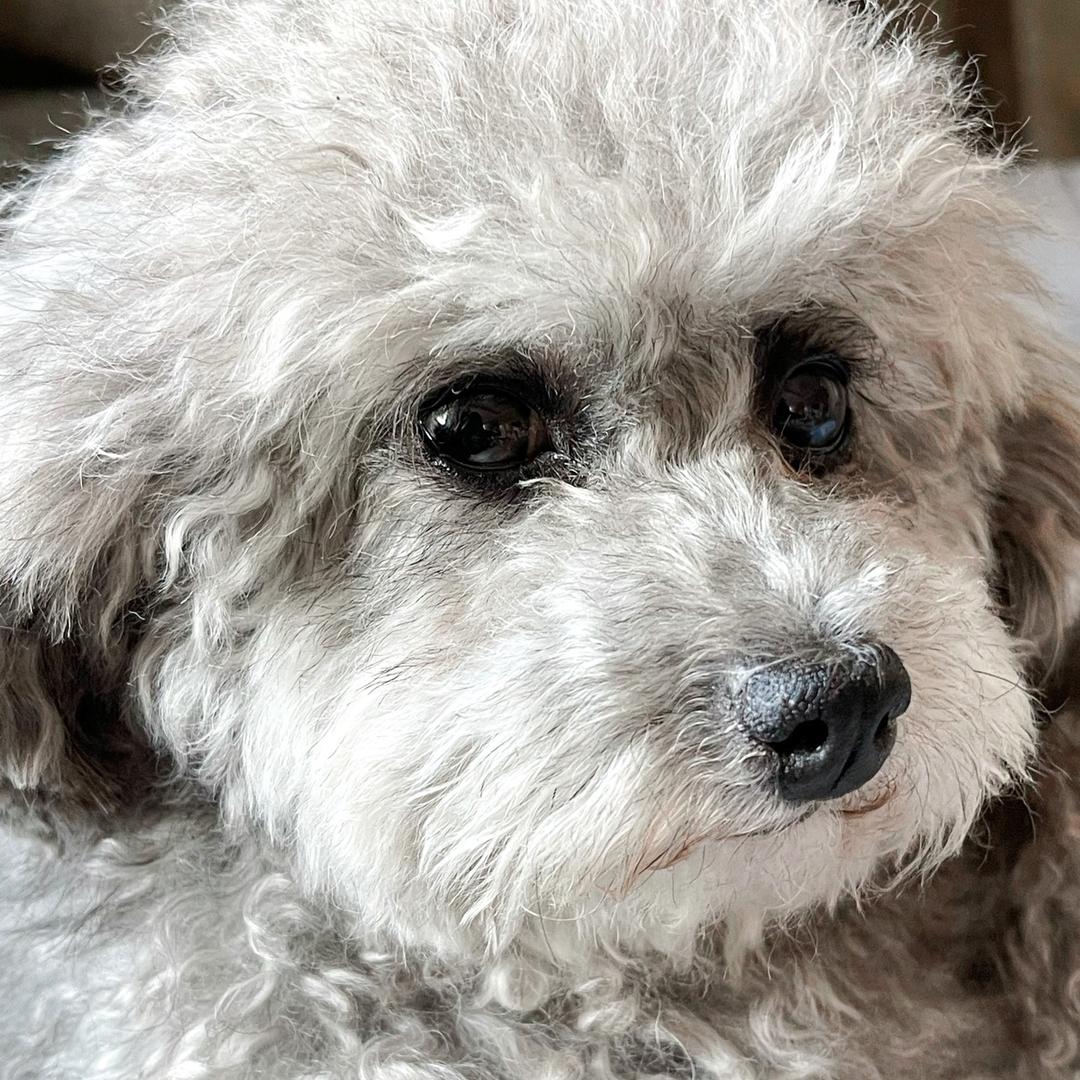 大手牵小狗走路不怕滑