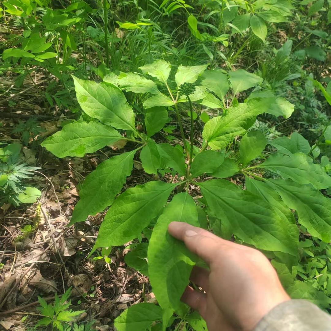 长白山鑫意土特产