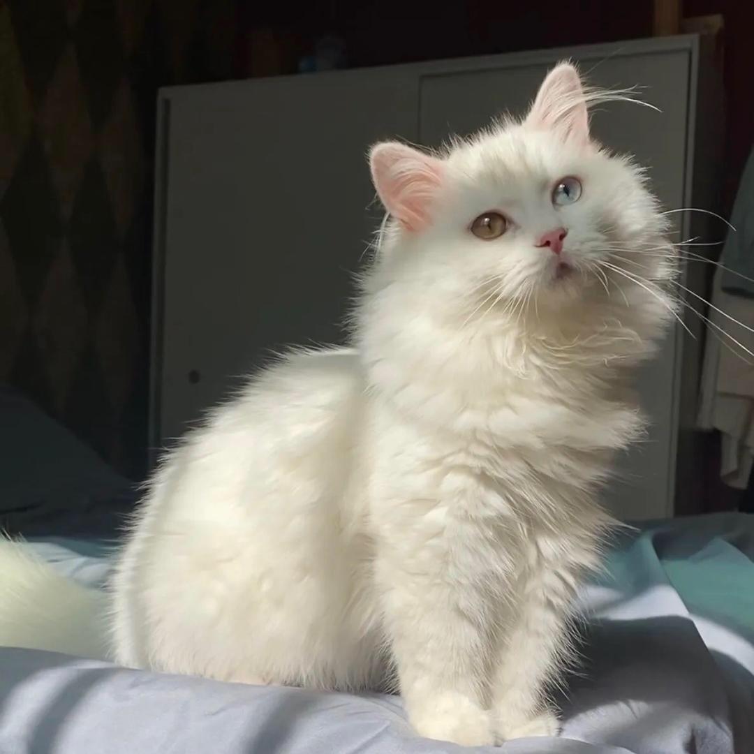 鸢尾与猫