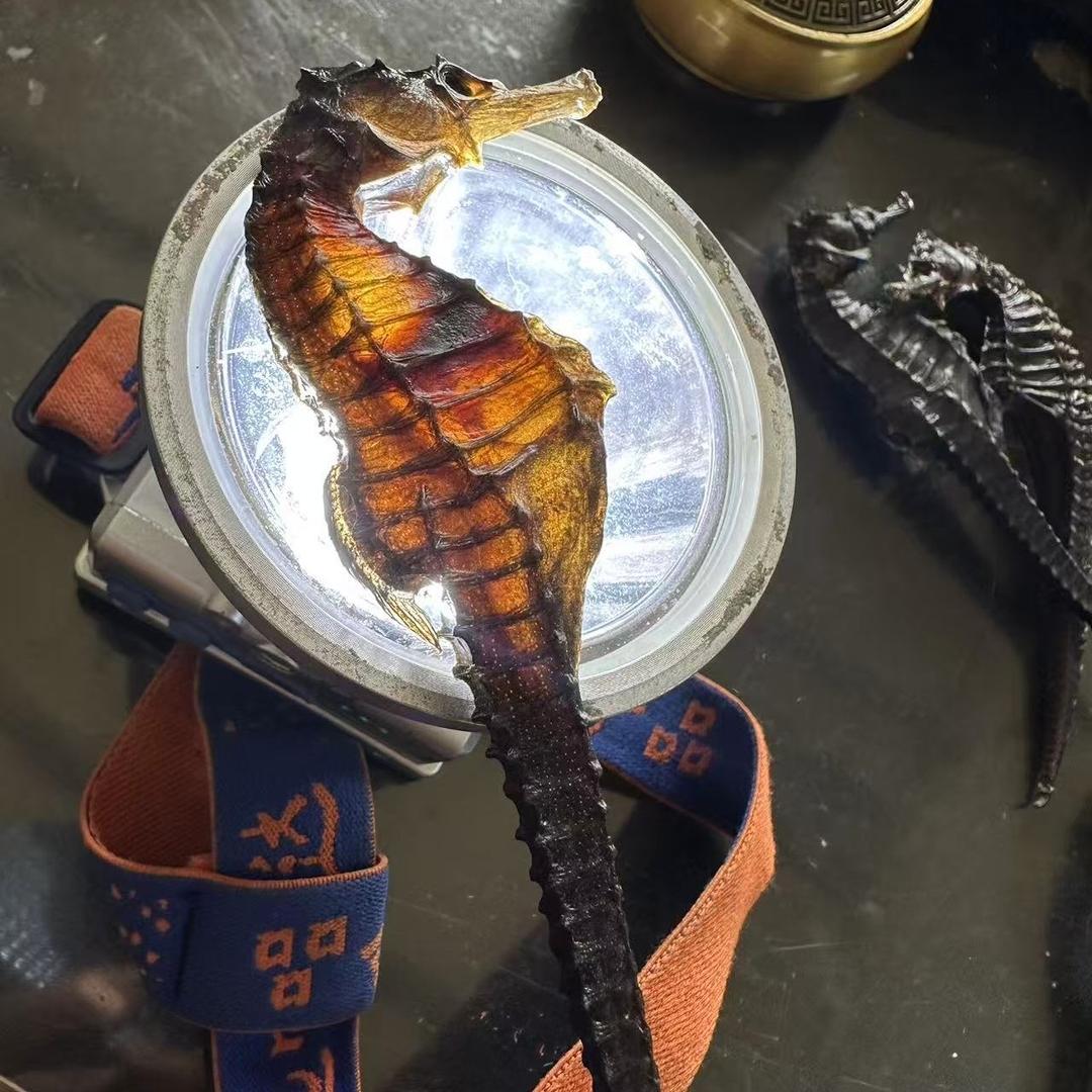 海马爸爸的育儿袋