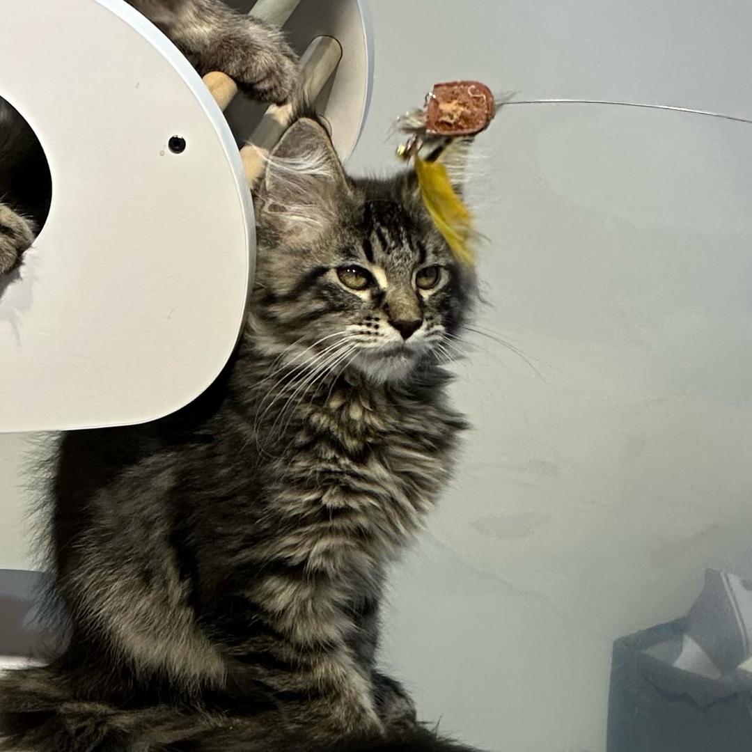 云鼎菌业-老沈（羊肚菌批发）