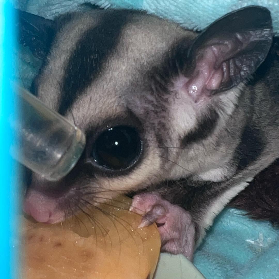 爱吃土的哲学狗