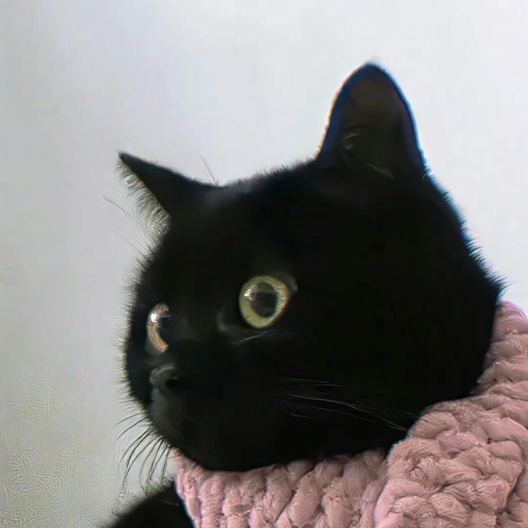 可可