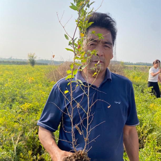 绿坤果树苗木专营店