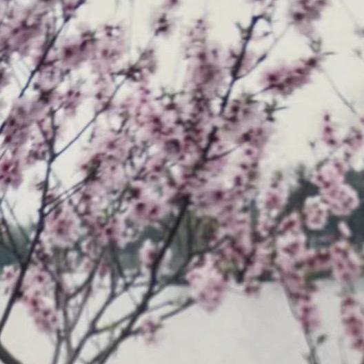 花说媒