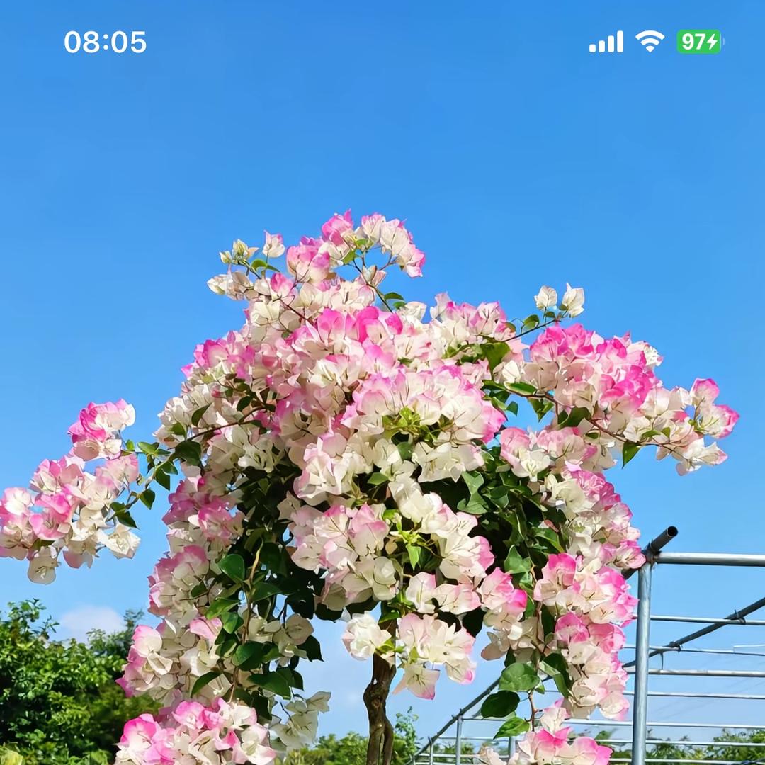 一盆春色花盆批发