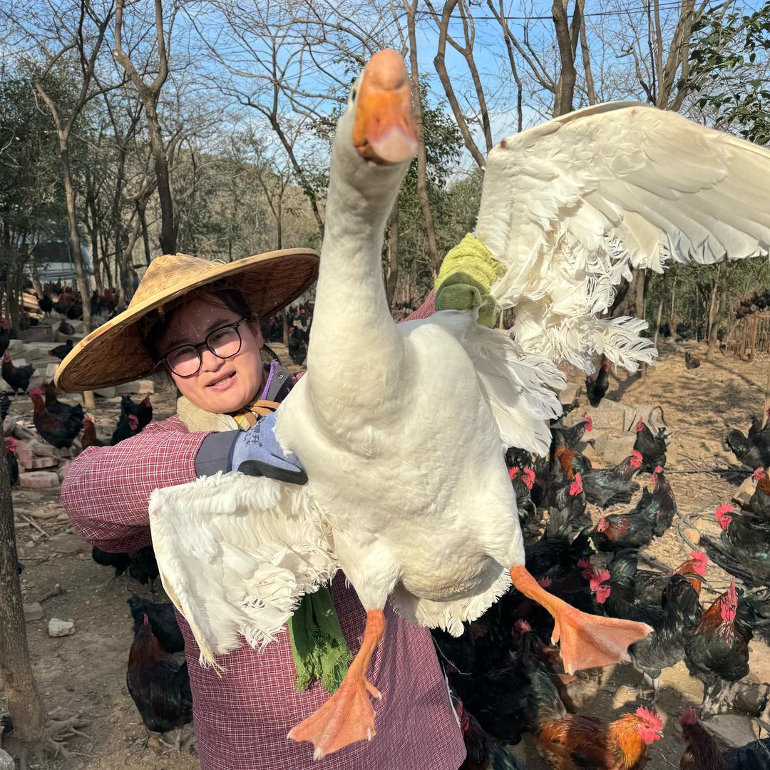 🐓山东跑山鸡❤️纯粮喂养🌽农村土鸡