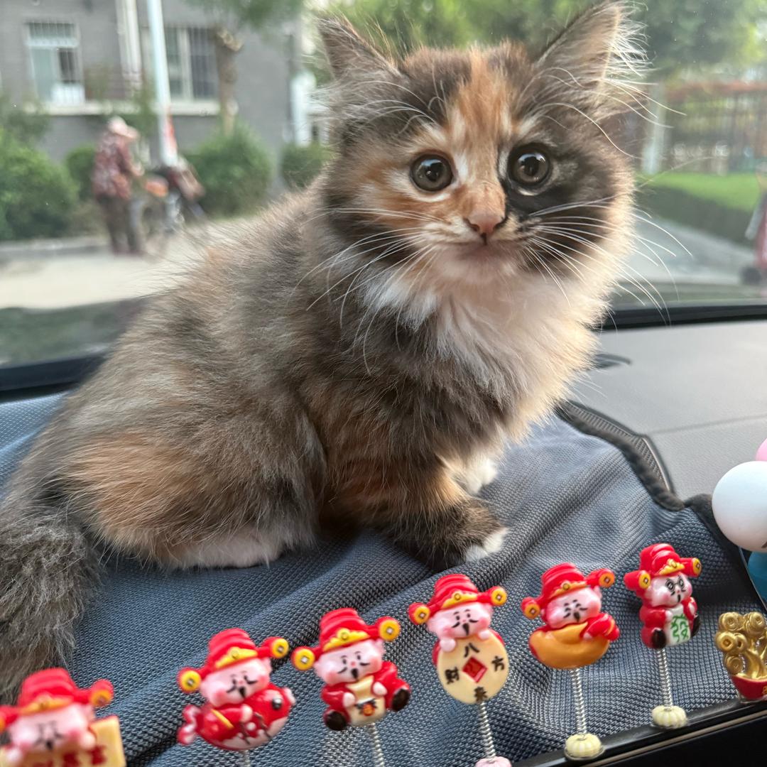 球球是三花