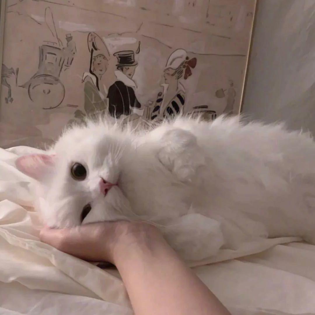 ^不聪明C