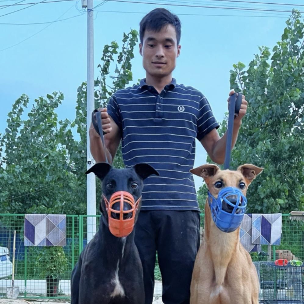 王九条犬舍日常