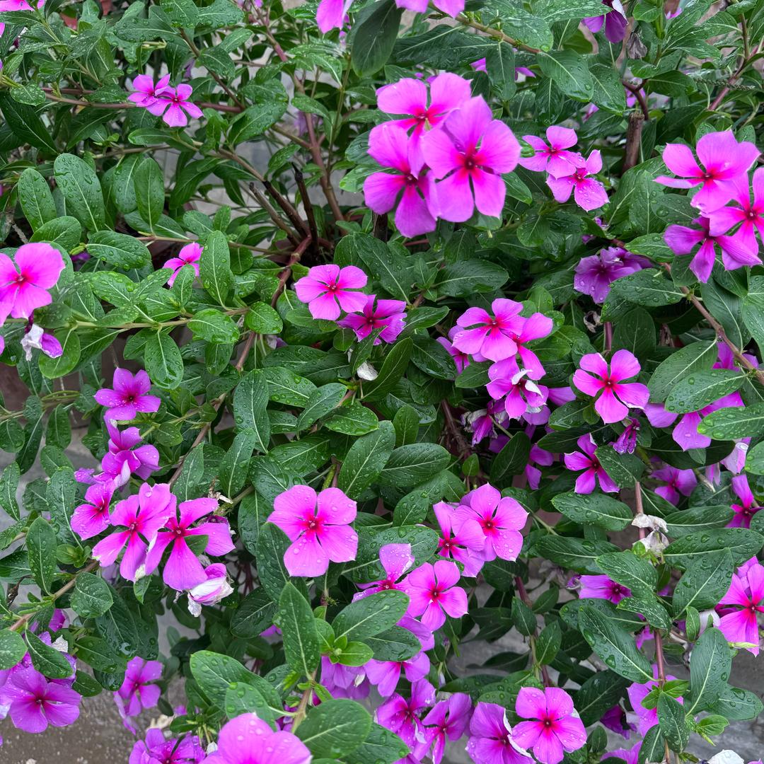 /༄༅一米❀阳光☀️