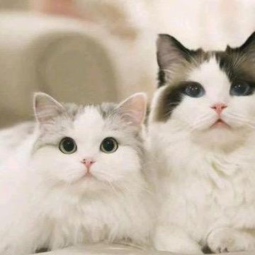 豪門寶貝宠物用品