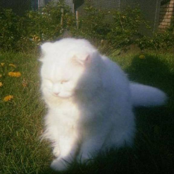 🐈
