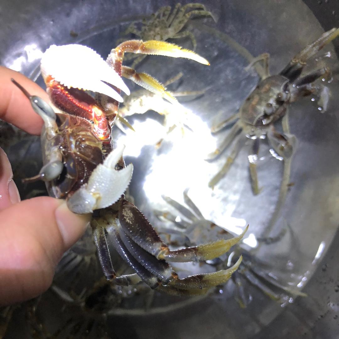 沙湖村,华哥沙马蟹,喜欢吃海鲜美食