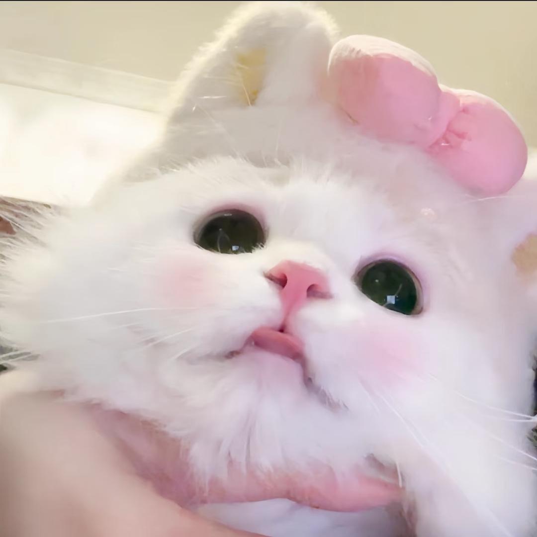 椰椰🫐