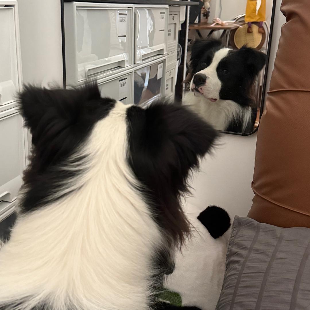 边牧三三