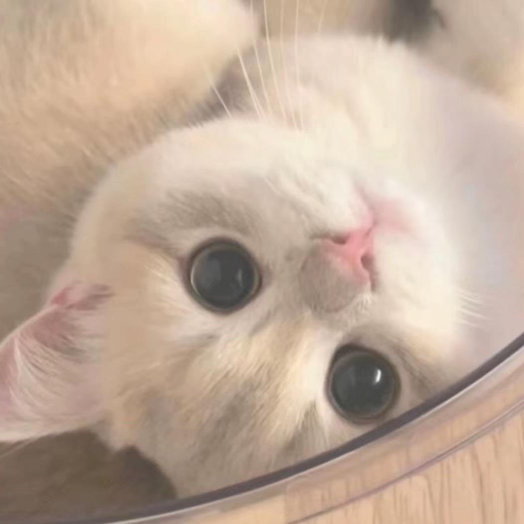 安康纹身店（梦刺青毛毛）