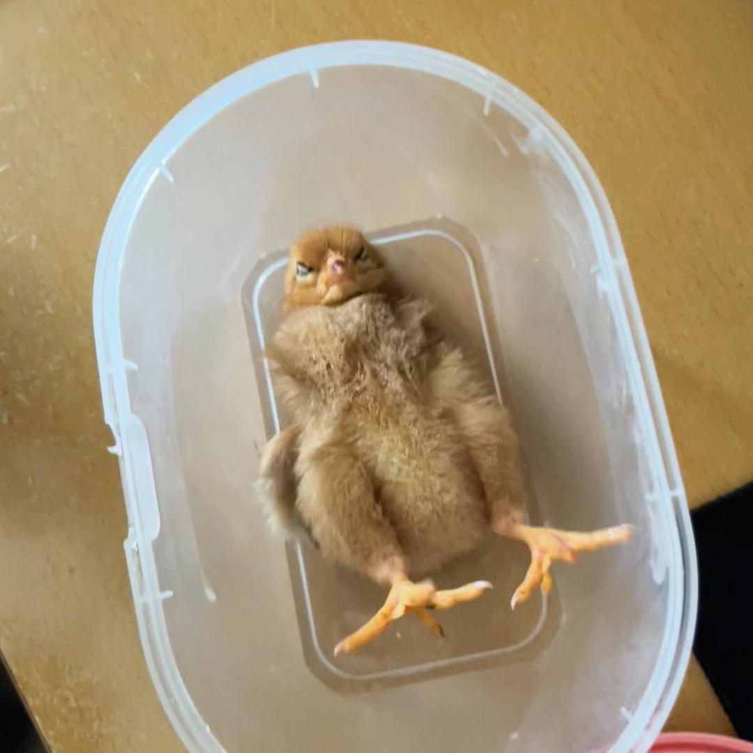 舟行