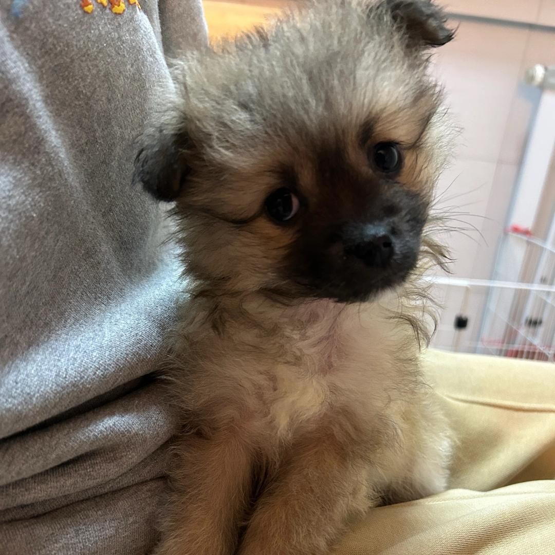 不专业训犬师