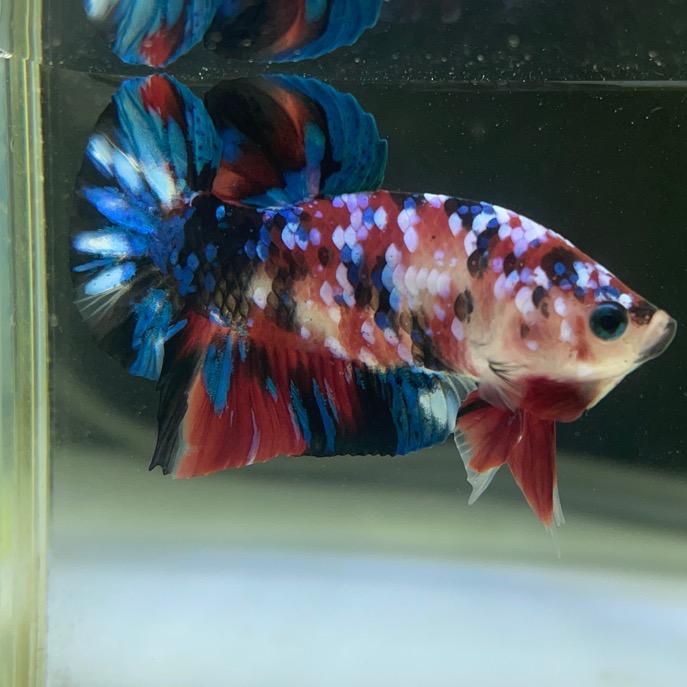 撸鱼的老半截             ╲