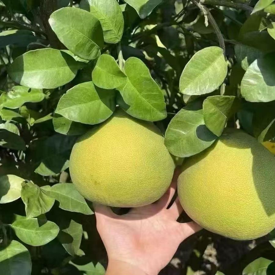 度尾文旦柚产地直发