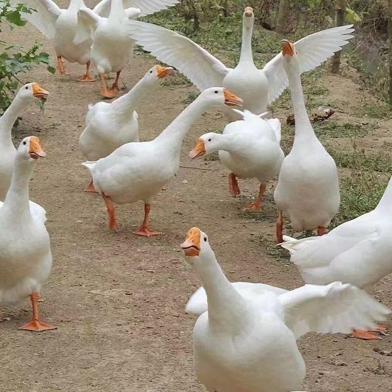 52478702465
