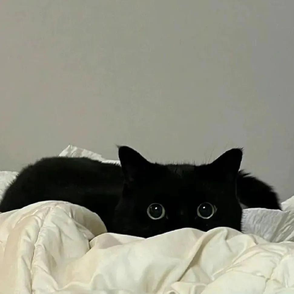 小纯
