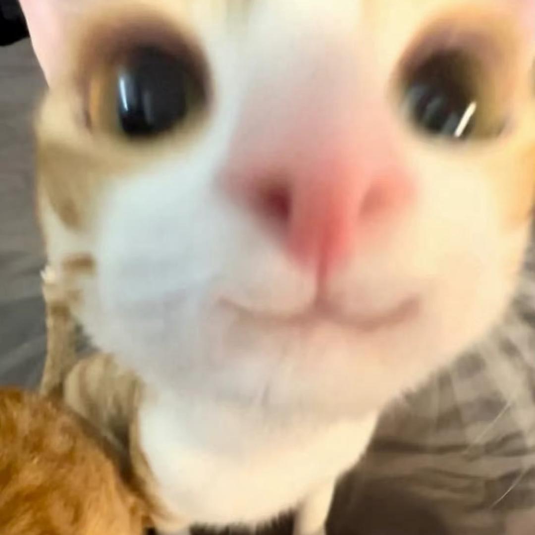 是个饱饱