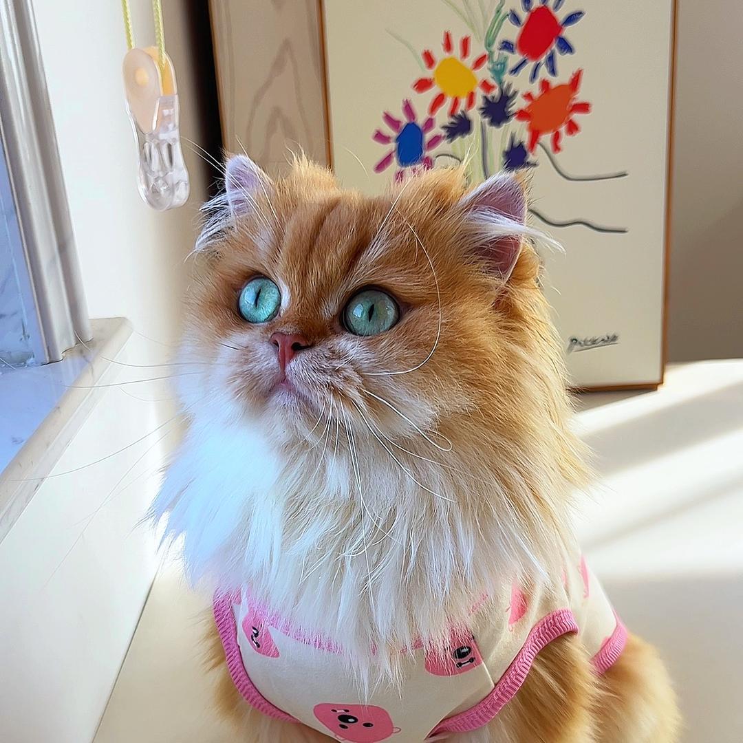 金条家的喵