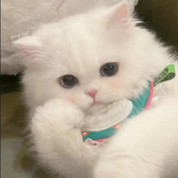 没狸猫🧃