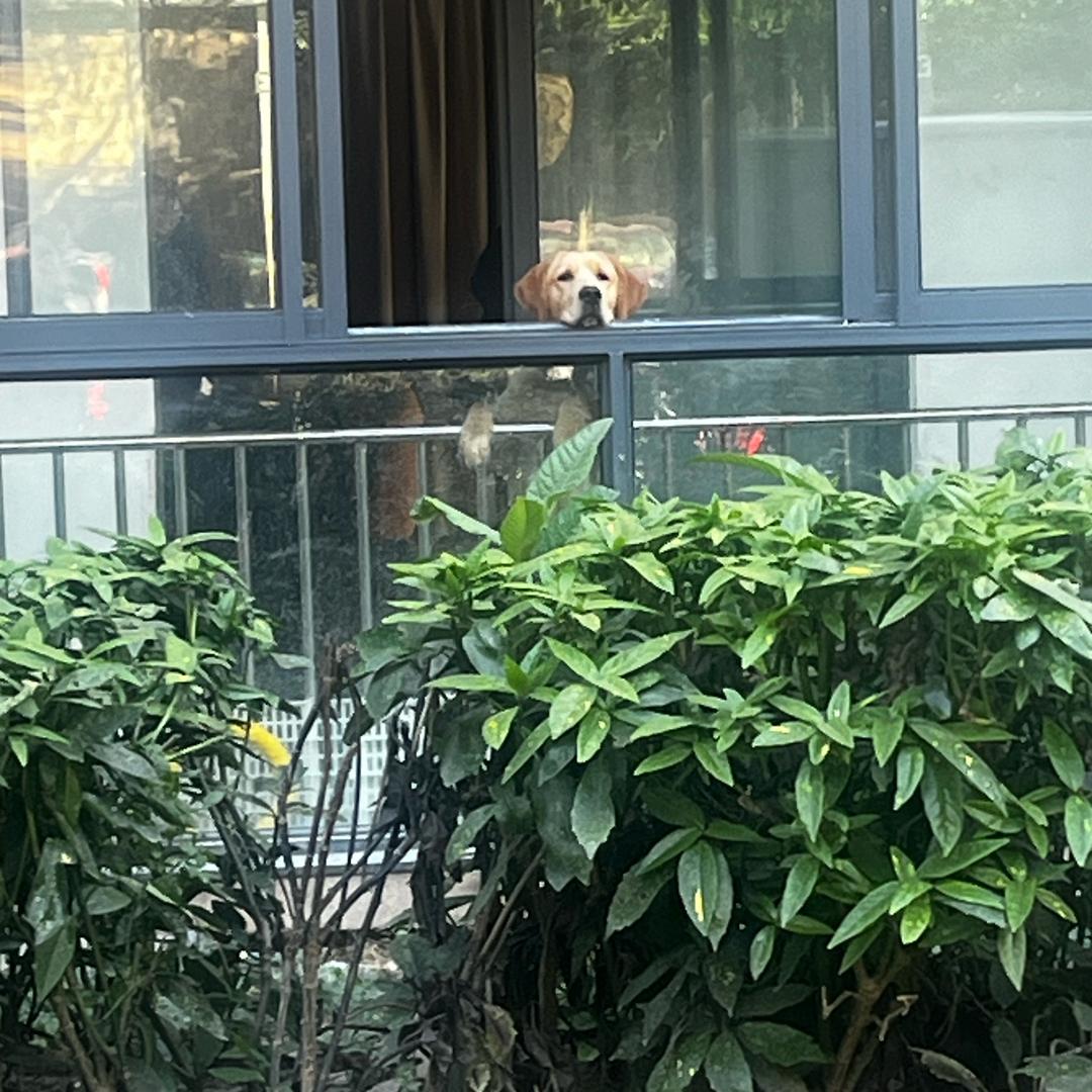 我是拉布拉金布丁