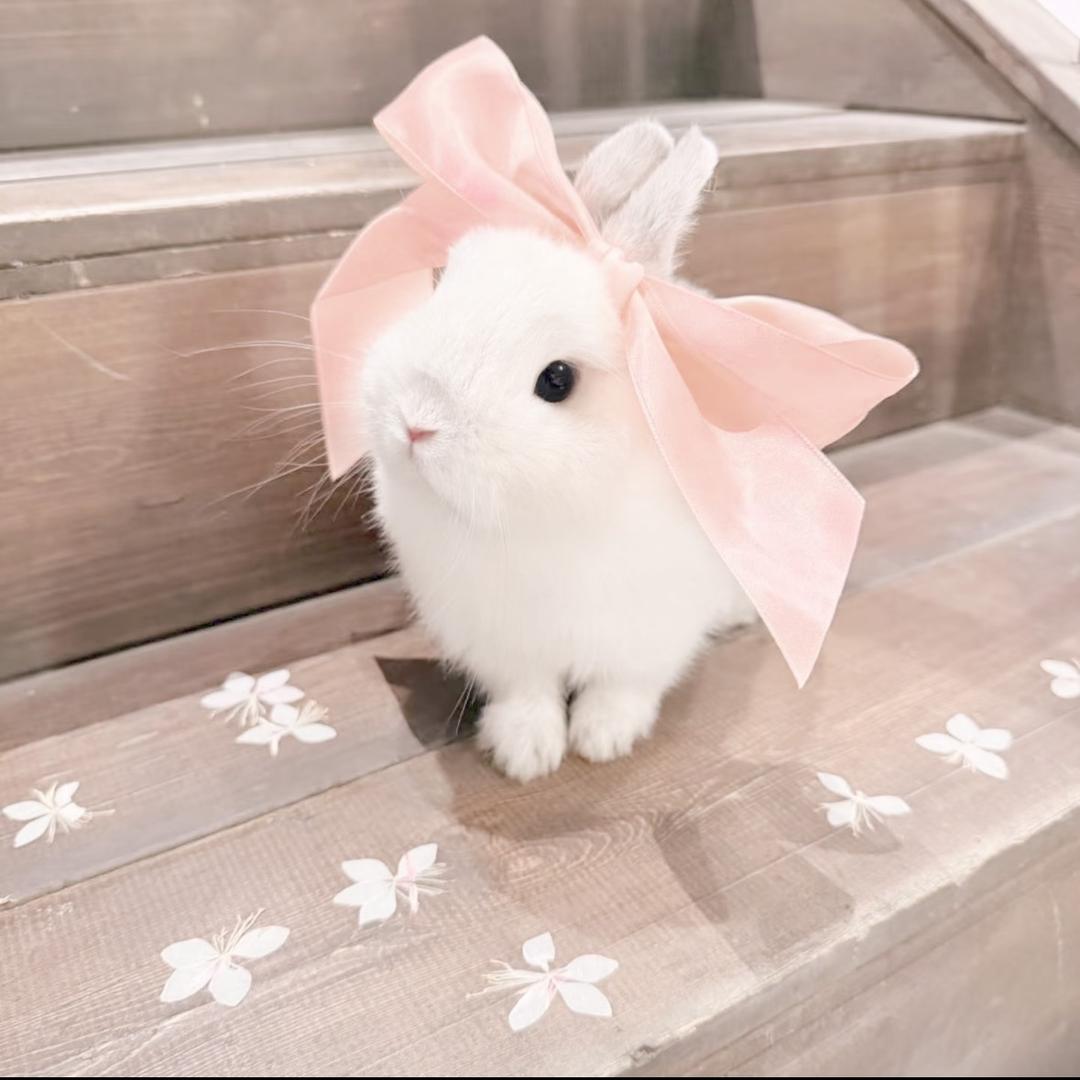 豆糕