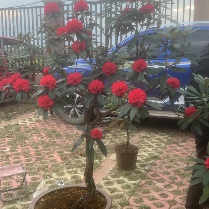 周哥花卉盆景偶尔找奇石