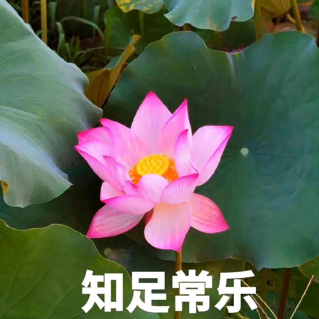 京巴拉听说你很有名