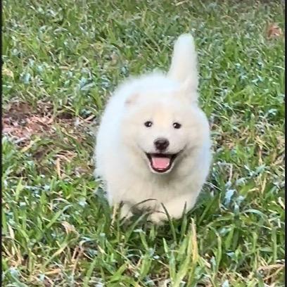 豆豆是只小土松