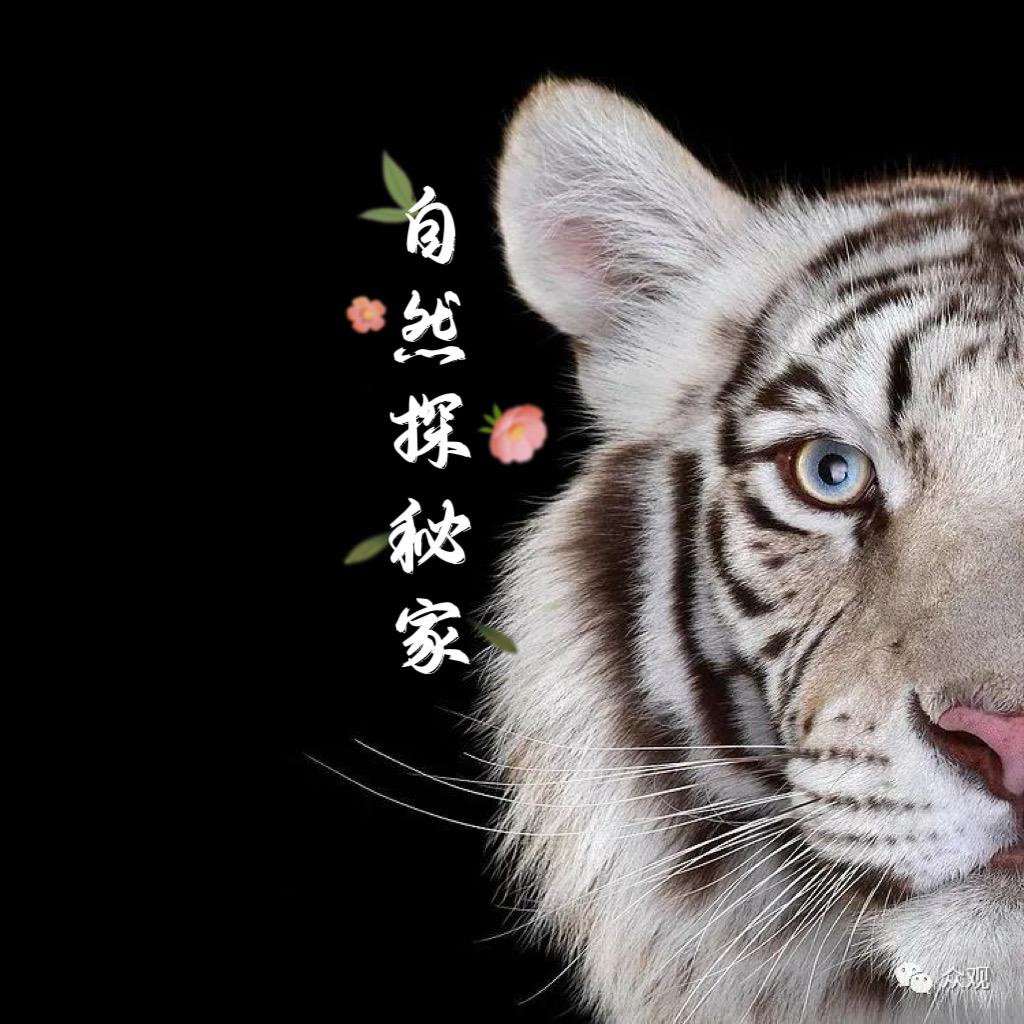 自然探秘家.（动物世界）