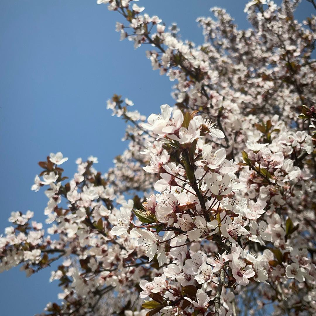 花好月圆🪷