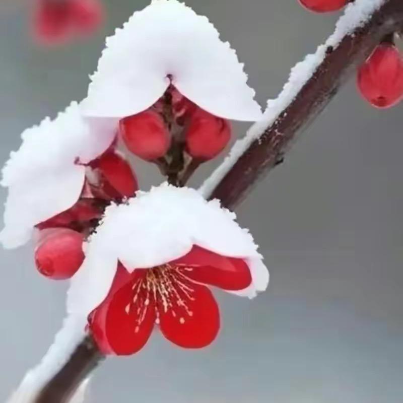 瞿群臻教授