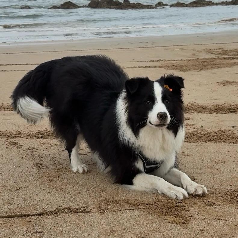 有只边牧叫翠花（互）